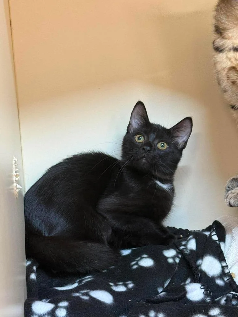 A baby small-sized female Domestic Short Hair cat named Sarabi for adoption in Sebastian, FL