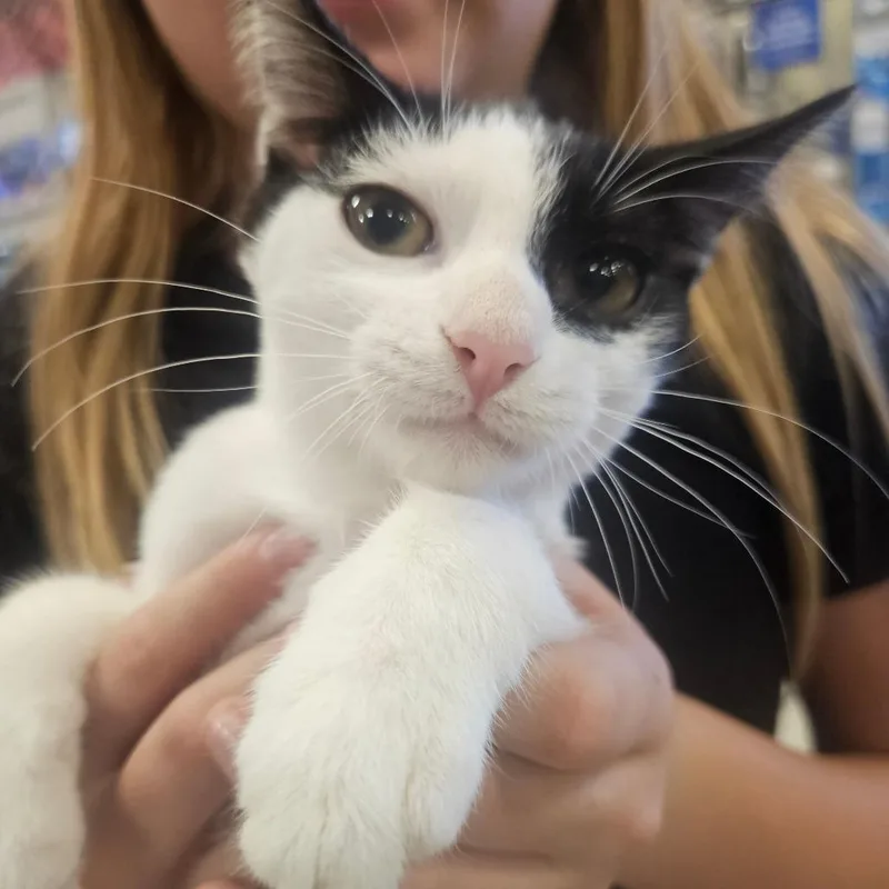A baby small-sized female White Domestic Short Hair cat named Cheese Stick for adoption in Grantsville, UT