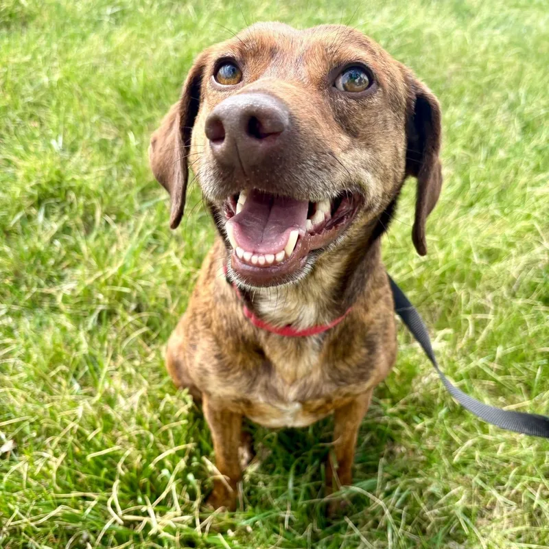 An adult medium-sized female Coonhound dog named Cocoa for adoption in Springfield, MO