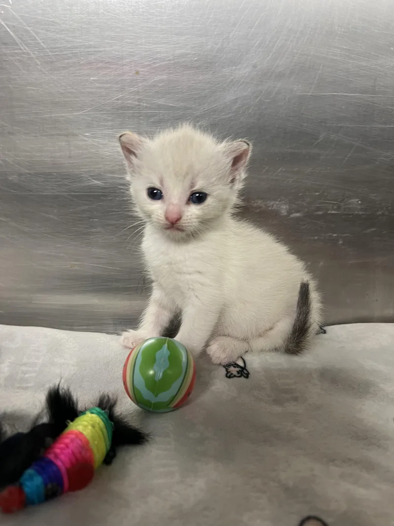 A young medium-sized male White Domestic Short Hair cat named Cotton for adoption in Gaithersburg, MD