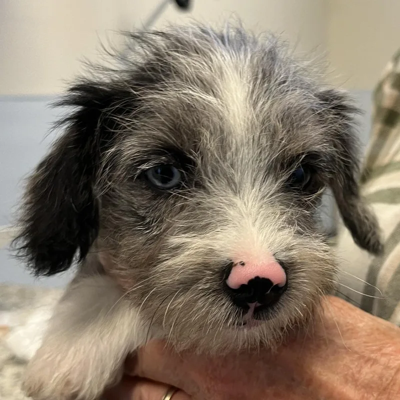 A baby small-sized female Black Yorkshire Terrier dog named Orchard Pup: SugarBee for adoption in Falls Church, VA