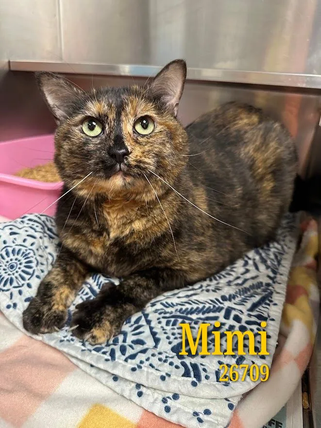 An adult medium-sized female Tortoiseshell cat named Mimi for adoption in Oak Ridge, TN
