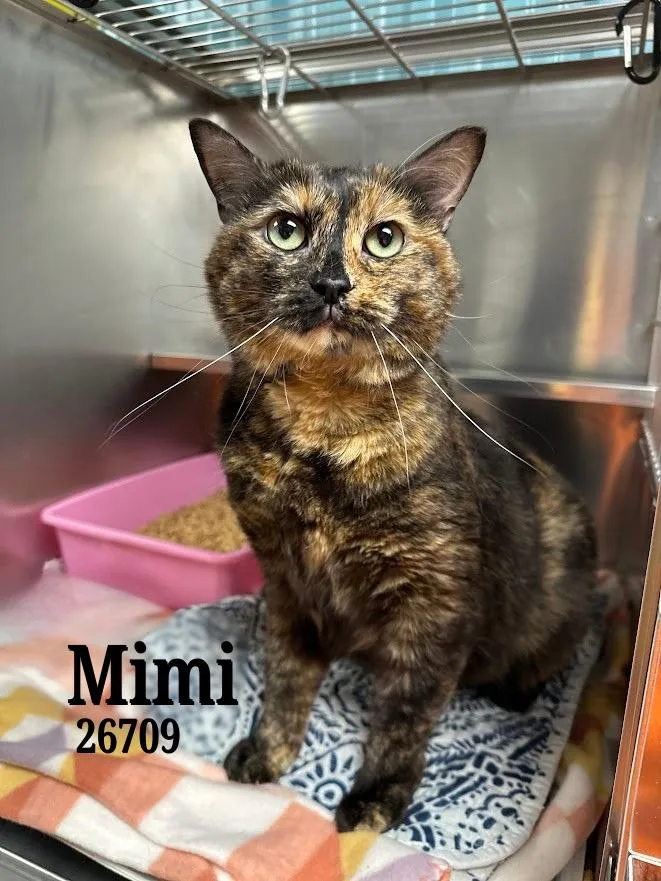 Mimi thumbnail 2