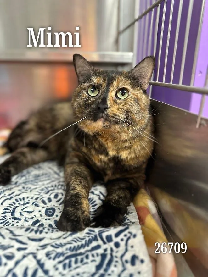 Mimi thumbnail 3