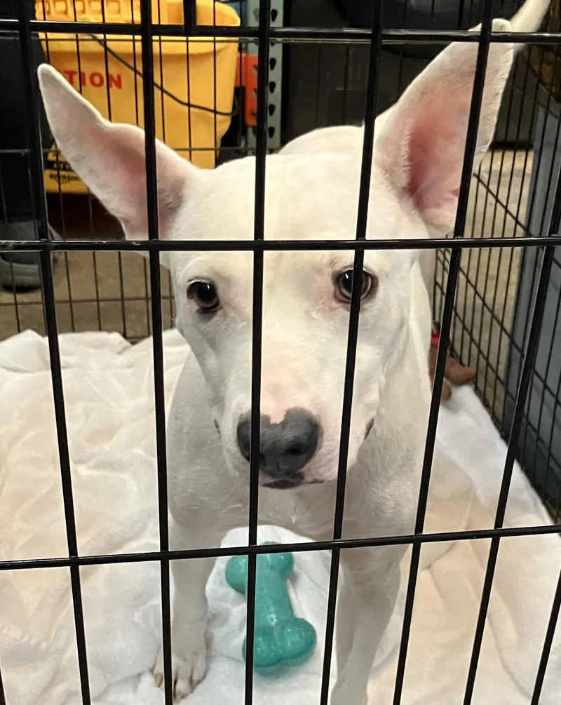 A young medium-sized female White / Cream Mixed Breed dog named Emmy for adoption in Parma, OH