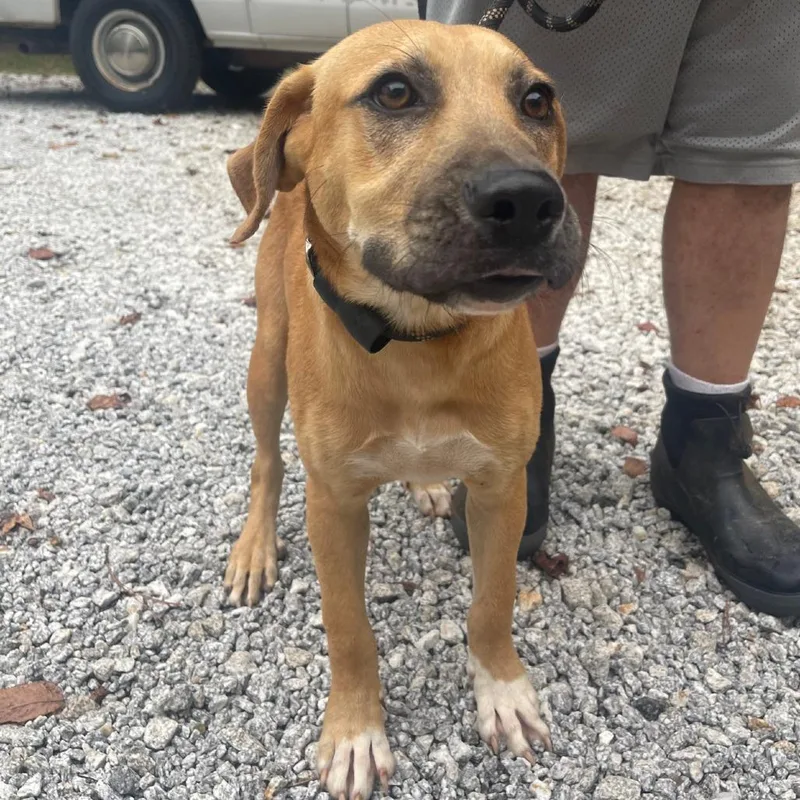 A young medium-sized male Yellow / Tan / Blond / Fawn Mixed Breed dog named Ike for adoption in Valley, AL