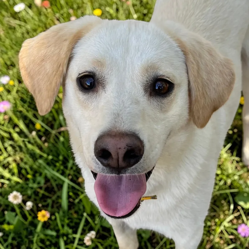 Feller And Dixie thumbnail 3