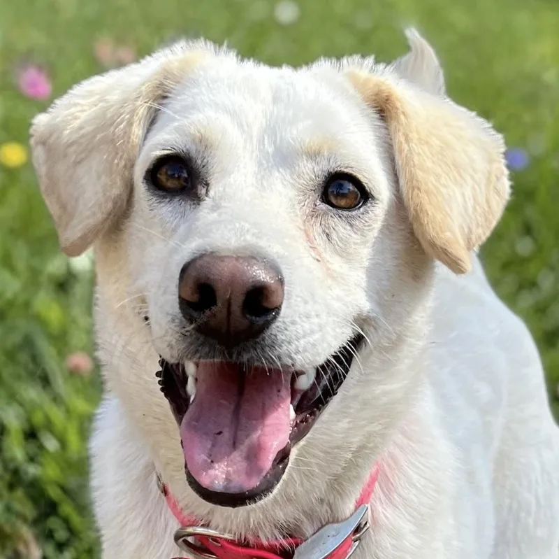 Feller And Dixie thumbnail 4