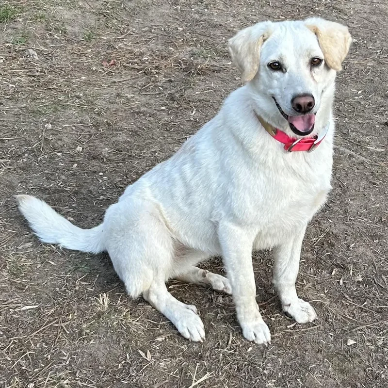 Feller And Dixie thumbnail 5