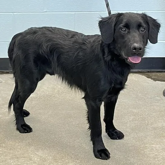 A baby medium-sized male Black Flat-Coated Retriever dog named Jasper for adoption in Albany, NY