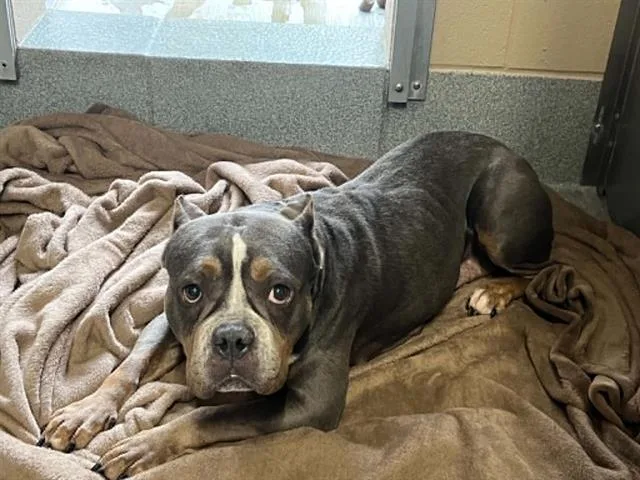 An adult large-sized female Staffordshire Bull Terrier dog named Brandy for adoption in Tustin, CA
