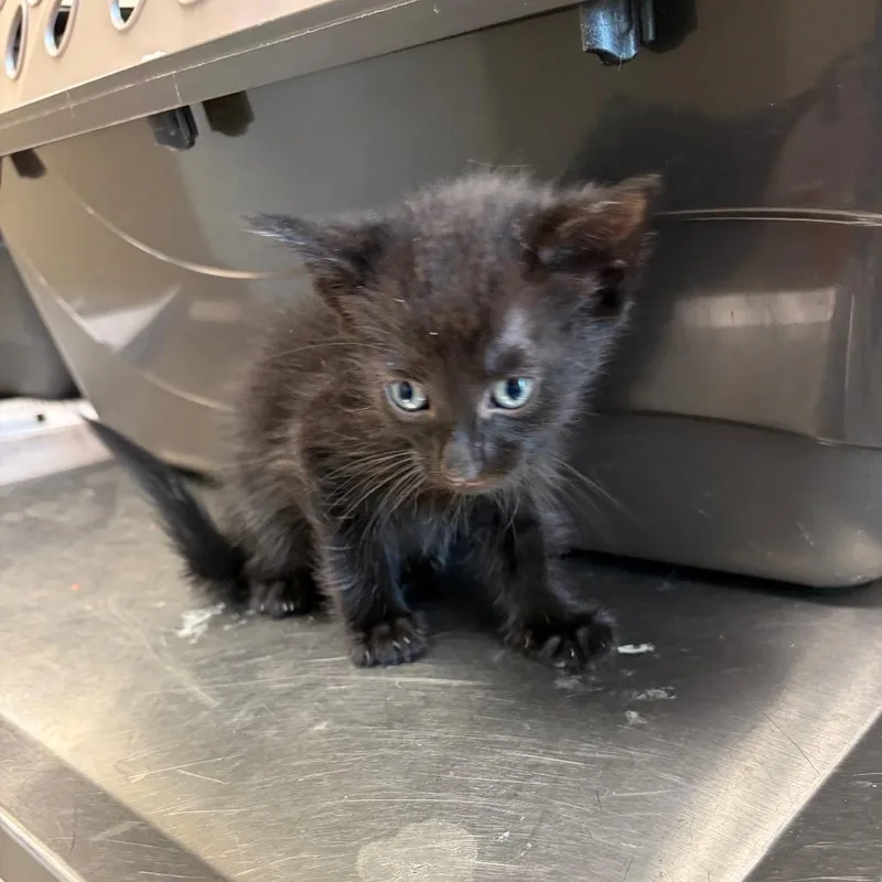 A baby small-sized male Black Domestic Short Hair cat named Rorschach for adoption in Council Bluffs, IA