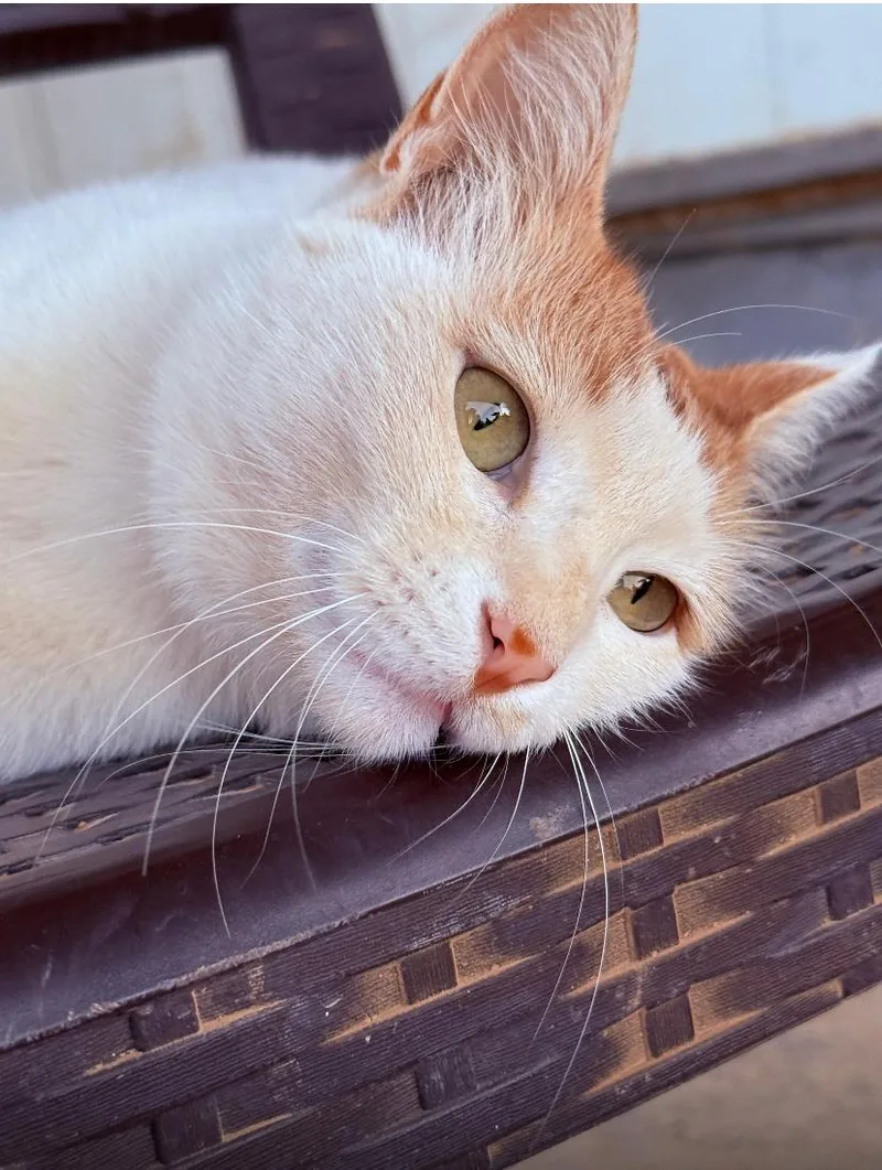 A young medium-sized female Domestic Short Hair cat named Nara The Sweetest for adoption in Somerset, NJ