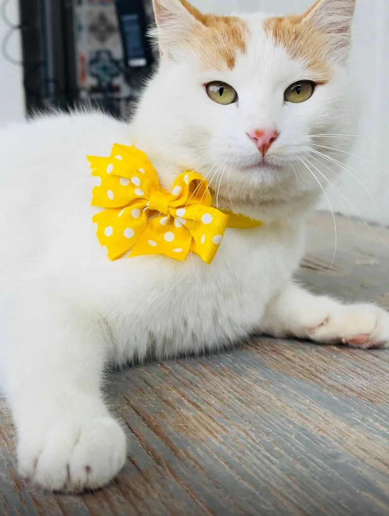 Nara  The Sweetest thumbnail 3