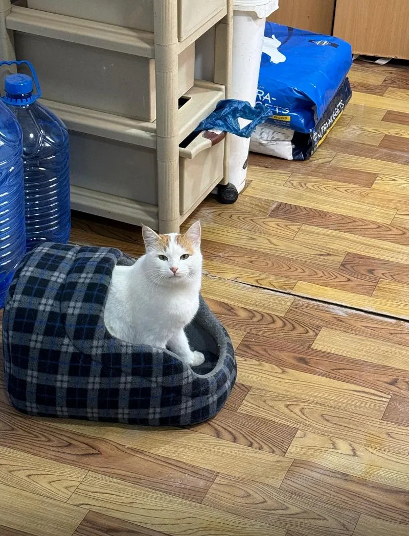 Nara  The Sweetest thumbnail 4