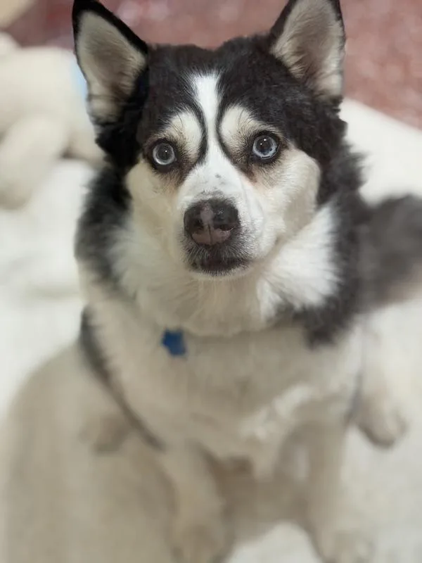 An adult medium-sized male Pomeranian dog named Namor for adoption in Stratham, NH
