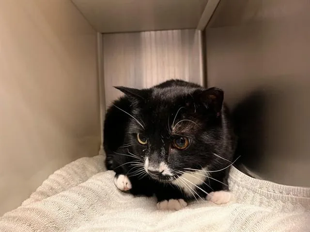 An adult medium-sized male Domestic Short Hair cat named Yogi for adoption in Colorado Springs, CO