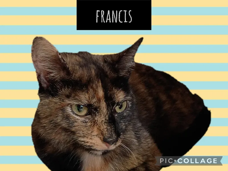 An adult medium-sized female Domestic Short Hair cat named Francis for adoption in Muncie, IN