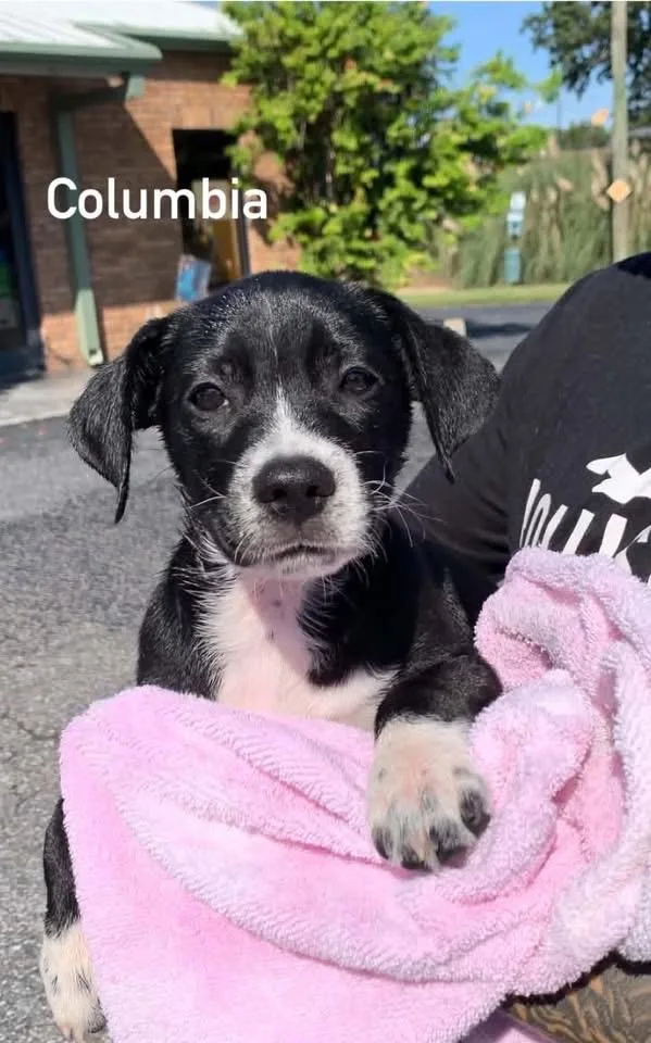 A baby medium-sized female Black Retriever dog named Columbia for adoption in Douglas, MA