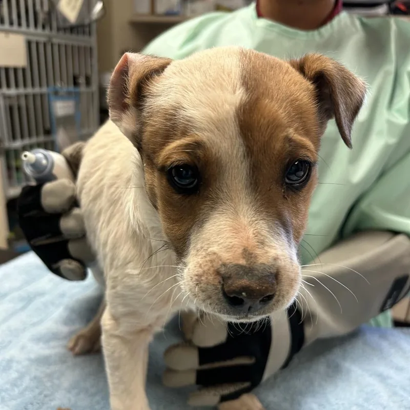 A baby small-sized male White / Cream Mixed Breed dog named Cobra for adoption in Flagstaff, AZ