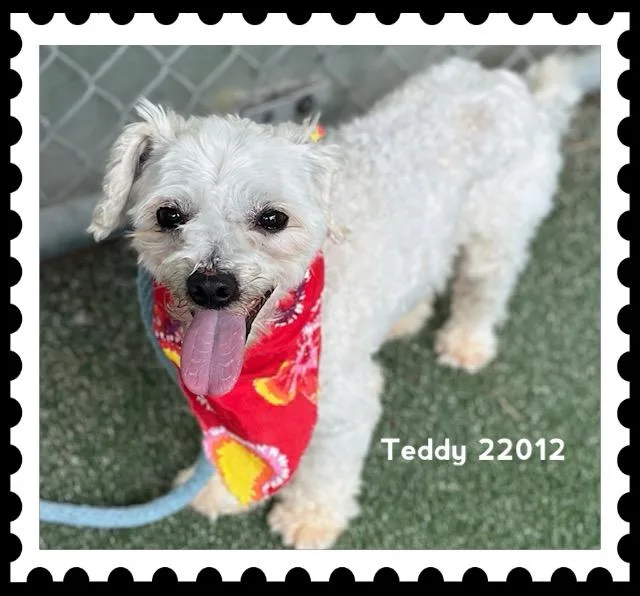 An adult small-sized male White / Cream Poodle (Toy) dog named Teddy for adoption in Marietta, GA
