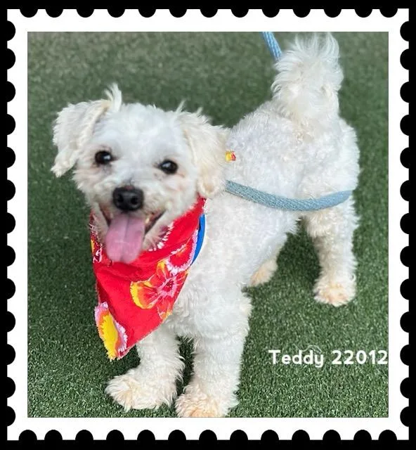 Teddy thumbnail 2
