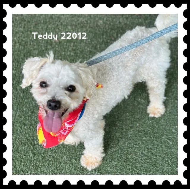 Teddy thumbnail 3