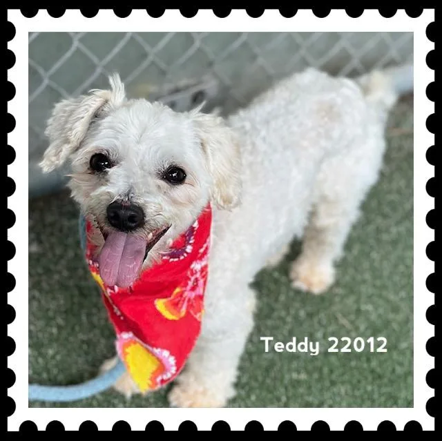 Teddy thumbnail 4