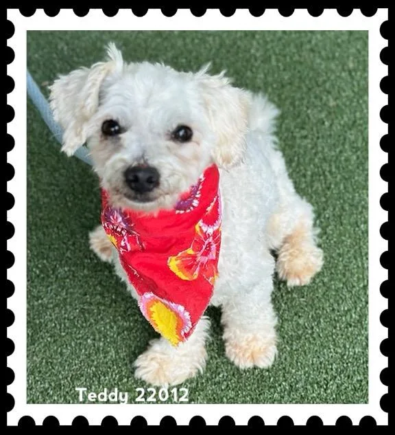 Teddy thumbnail 5