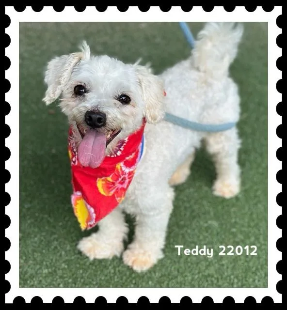 Teddy thumbnail 6