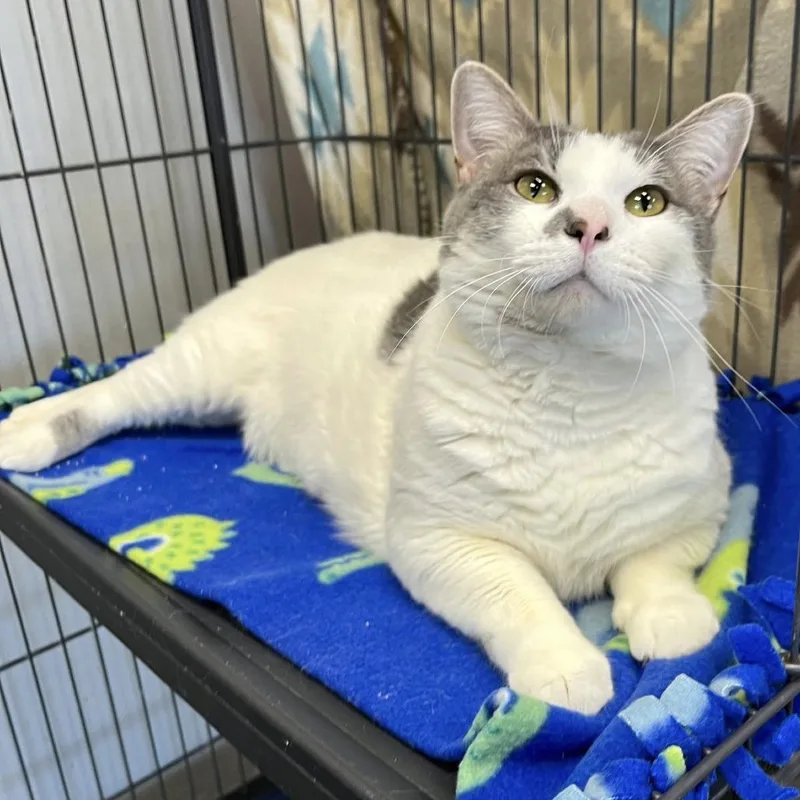 An adult large-sized female White Domestic Short Hair cat named Patsy for adoption in Hamburg, NY