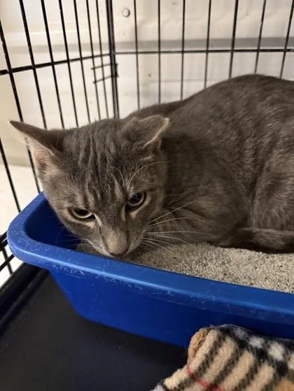 A baby medium-sized male Domestic Short Hair cat named Kyle for adoption in Winona, MN