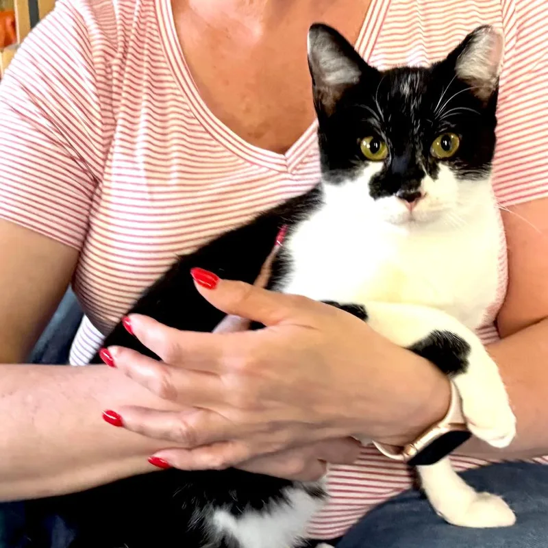 An adult small-sized male Black Domestic Short Hair cat named Mark for adoption in Sequatchie, TN