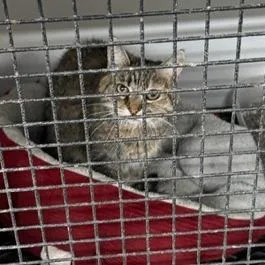 A senior large-sized male Tortoiseshell Domestic Short Hair cat named Larry for adoption in Carlin, NV