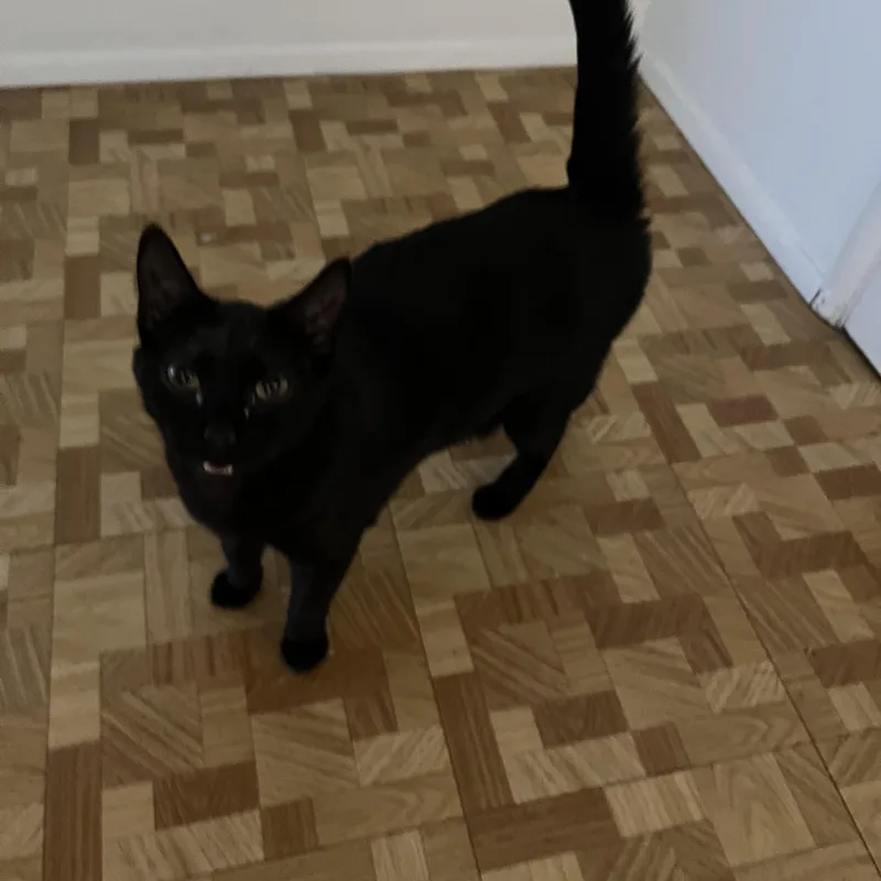 Raven  Down To thumbnail 2