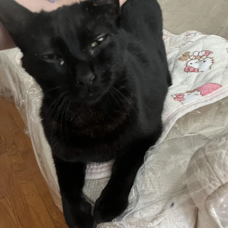 Raven  Down To thumbnail 3