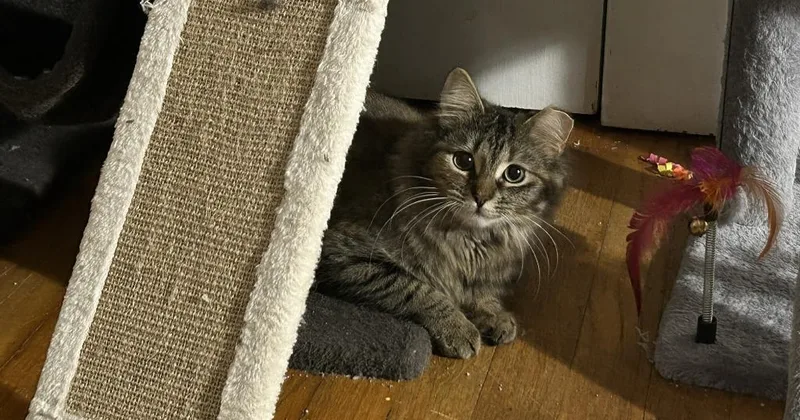 A young medium-sized female Domestic Long Hair cat named Ozzie for adoption in Madison, GA