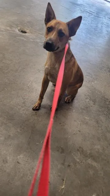 A young large-sized male Mixed Breed dog named Garrett for adoption in Saint Cloud, FL