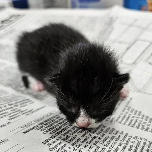 A baby small-sized male Black Domestic Short Hair cat named Ginger Spice for adoption in Jacksonville, FL
