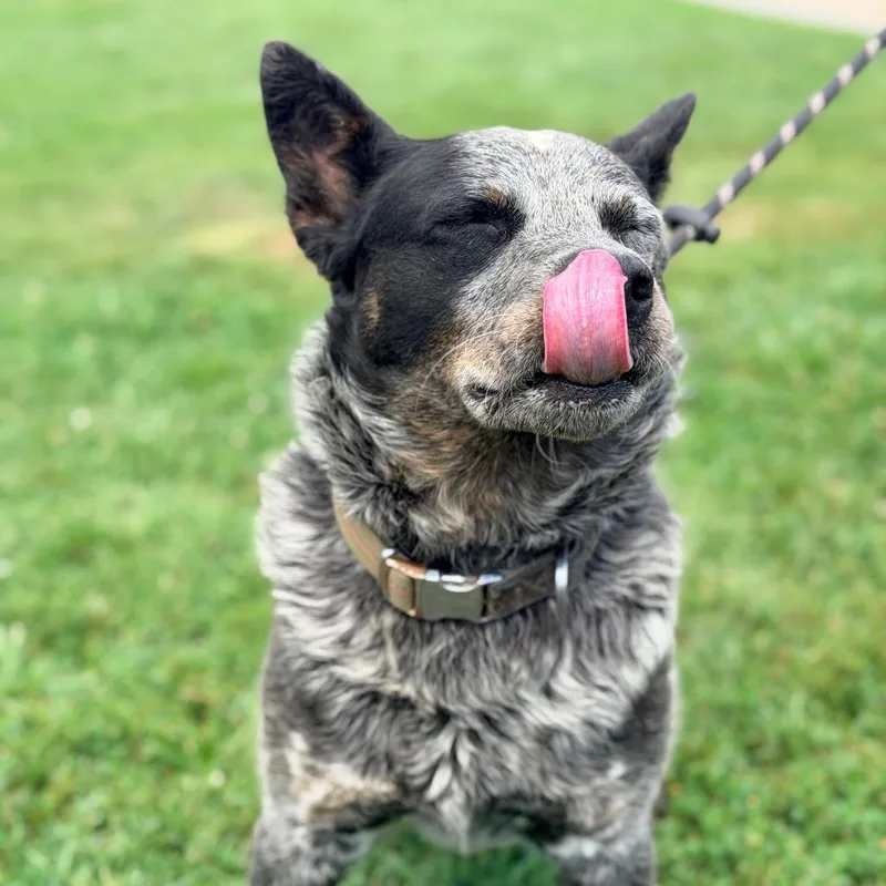 An adult medium-sized male Gray / Blue / Silver Australian Cattle Dog / Blue Heeler dog named Prawn for adoption in Huntington, WV
