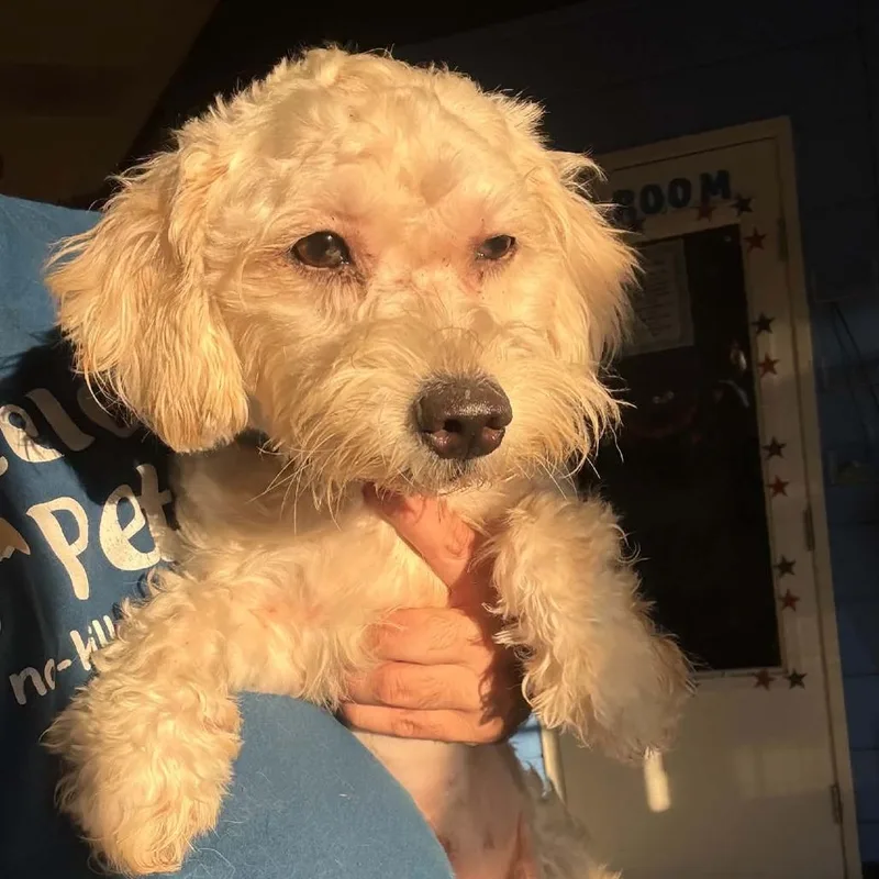 A young small-sized female White / Cream Poodle dog named Luna  Chino Hills for adoption in Chino Hills, CA