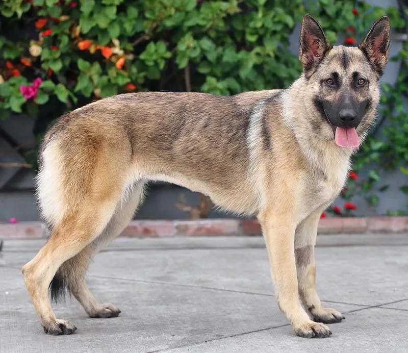 Peach Von Pritzier thumbnail 2