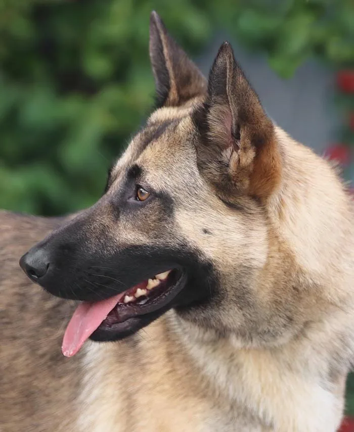 Peach Von Pritzier thumbnail 3