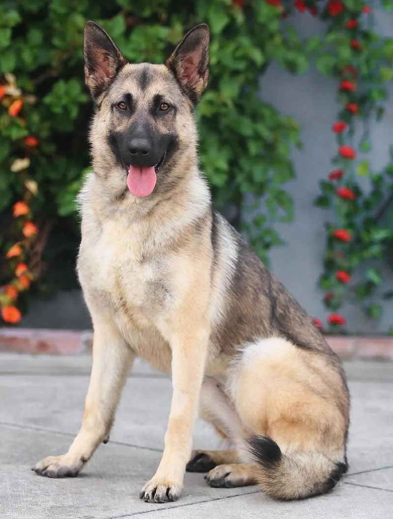 Peach Von Pritzier thumbnail 4