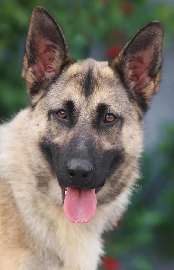 A young large-sized female Sable German Shepherd Dog dog named Peach Von Pritzier for adoption in Los Angeles, CA