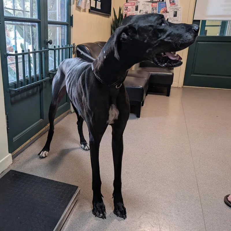 A senior extra large-sized male Black Great Dane dog named Mauser for adoption in Pasadena, CA