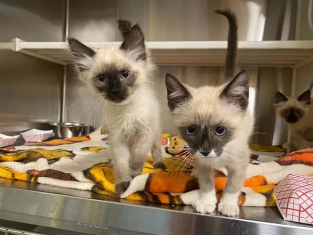 A baby small-sized female Himalayan cat named Scarett for adoption in Tustin, CA