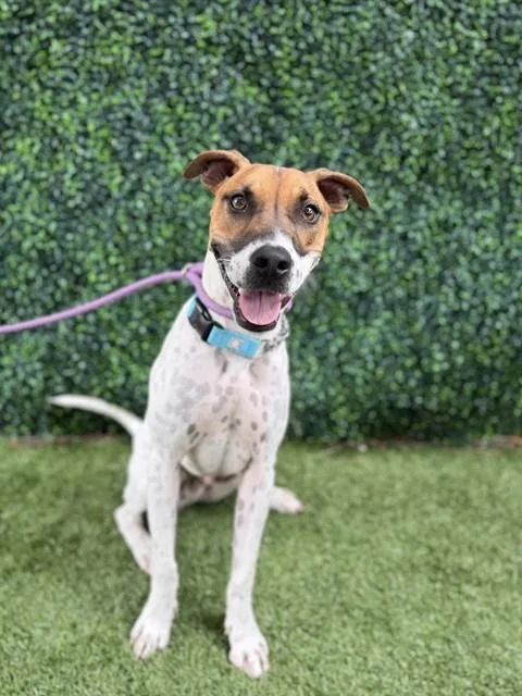 A young medium-sized male Parson Russell Terrier dog named Jon Snow for adoption in Naples, FL