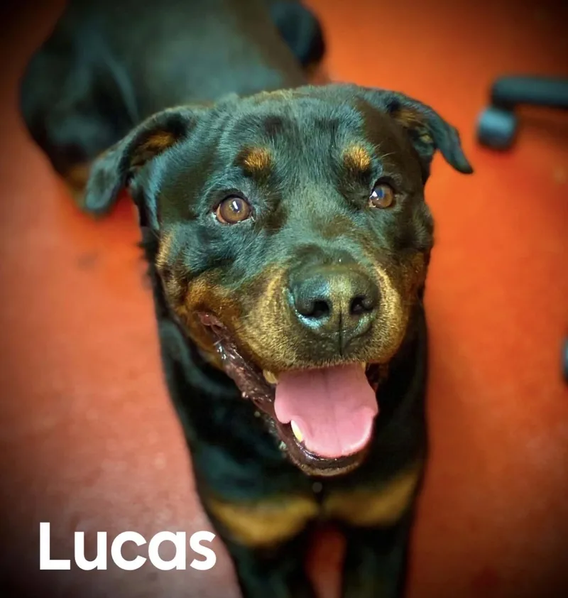 An adult medium-sized male Bicolor Rottweiler dog named Lucas for adoption in Coldwater, MI
