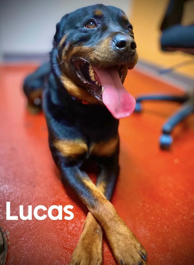 Lucas thumbnail 2